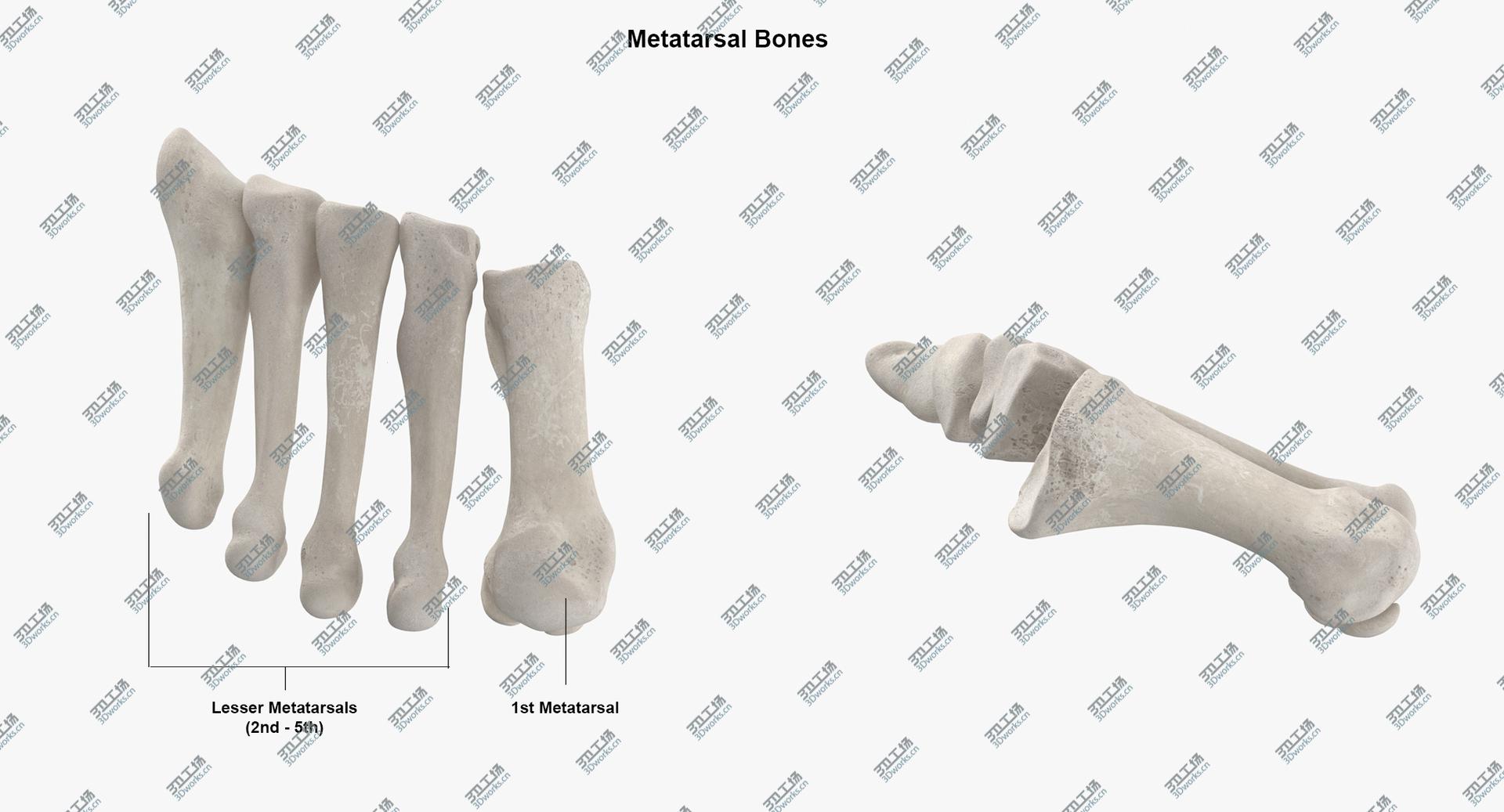 images/goods_img/202104091/3D model Real Human Foot Bones Anatomy Bent Pose 01 White/5.jpg